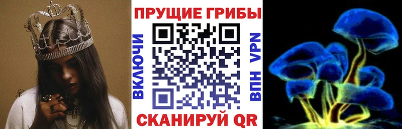 Псилоцибиновые грибы Psilocybe Алексеевка
